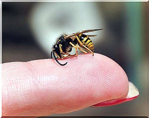 How to react to a wasp sting?