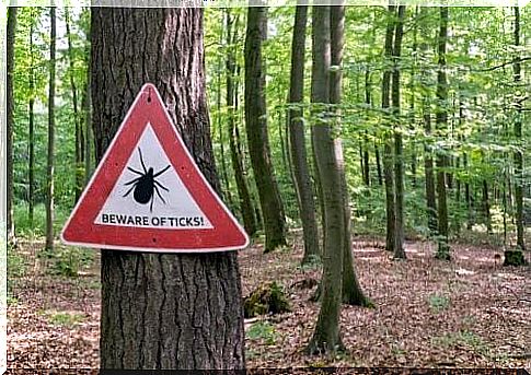 What to do in the event of a tick bite?